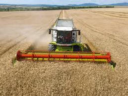 У 2017 році урожай озимих зернових може сягнути 29 млн тонн